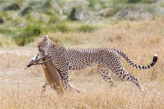Cheetah with prey, Serengeti
