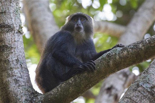 Mitis Monkey, Arusha