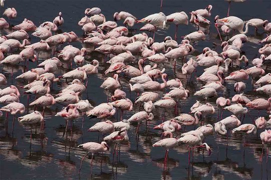 Flamingos, Arusha National Park