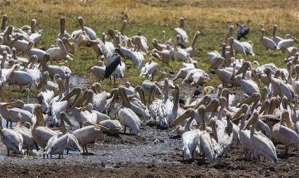 Great White Pelicans, Tarangire NP