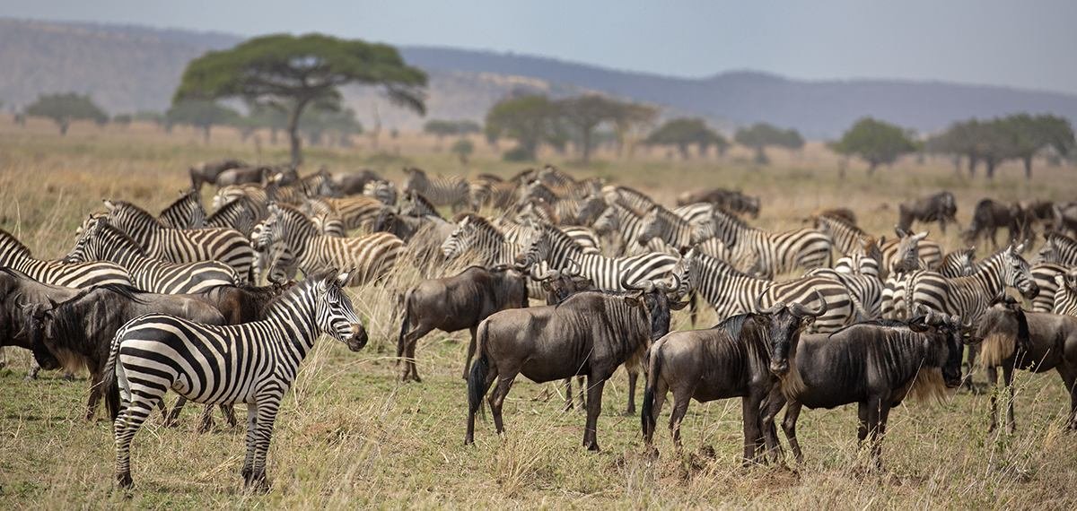 Migratory herds in the Serengeti