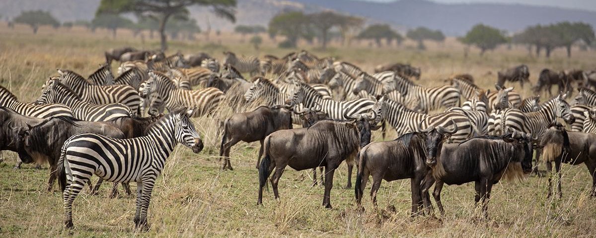 Migratory herds in the Serengeti