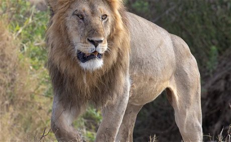 Lion, Serengeti