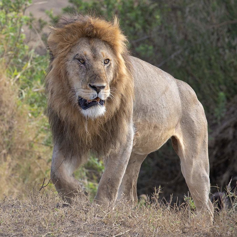 Lion, Serengeti
