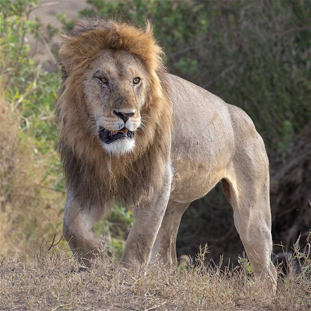 Lion, Serengeti