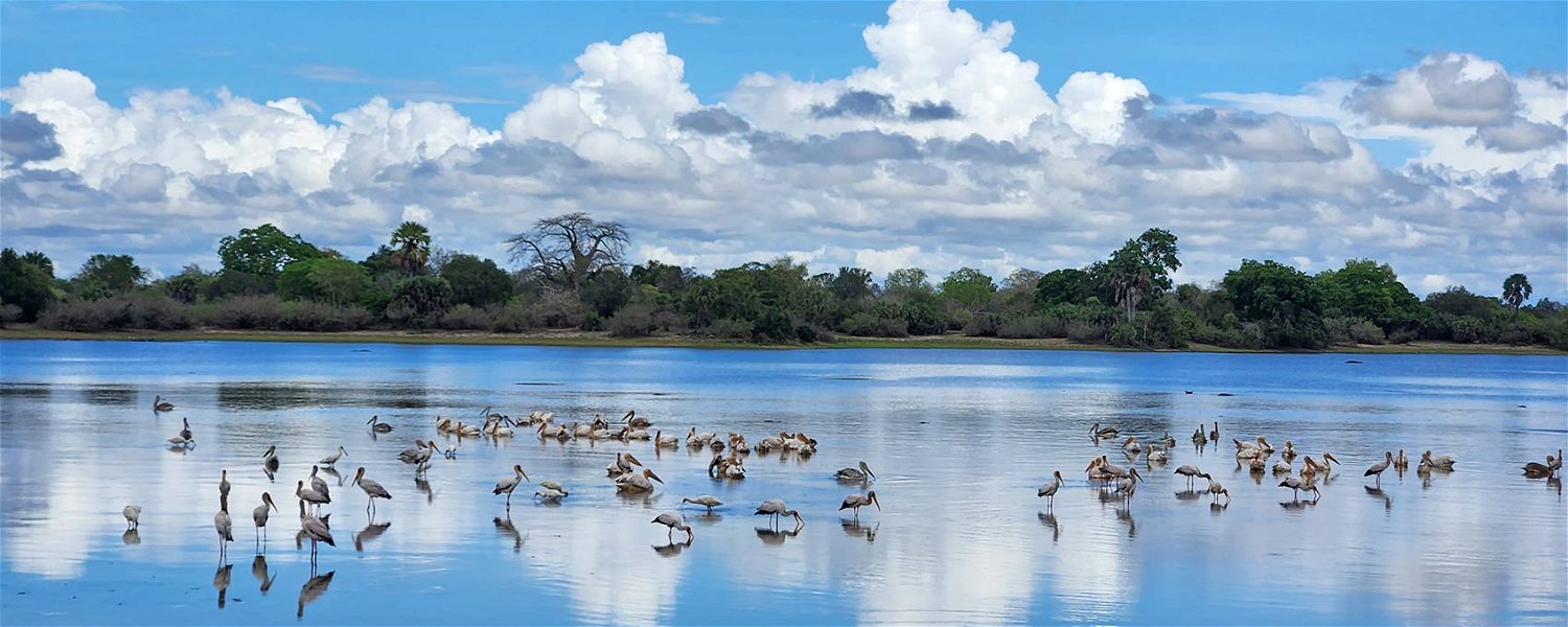 Lake Mzizima, Nyerere NP safari
