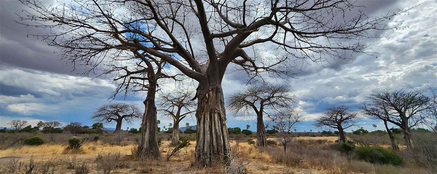 Baobab trees Ruaha NP safari