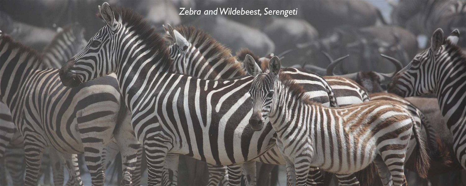 Zebra and Wildebeest, Serengeti National Park