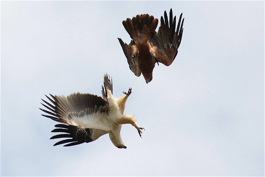 Tawny Eagles tangling - when it's time for the youngster to leave the parents' territory. 