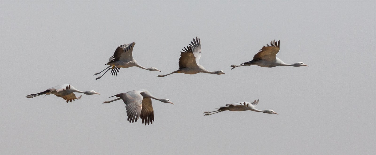Blue Cranes in South Africa