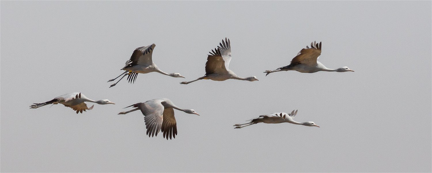 Blue Cranes in South Africa