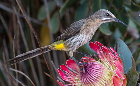 Cape Sugarbird Top 10 birds of South Africa