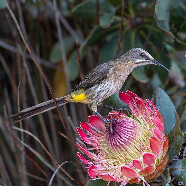 Cape Sugarbird Top 10 birds of South Africa
