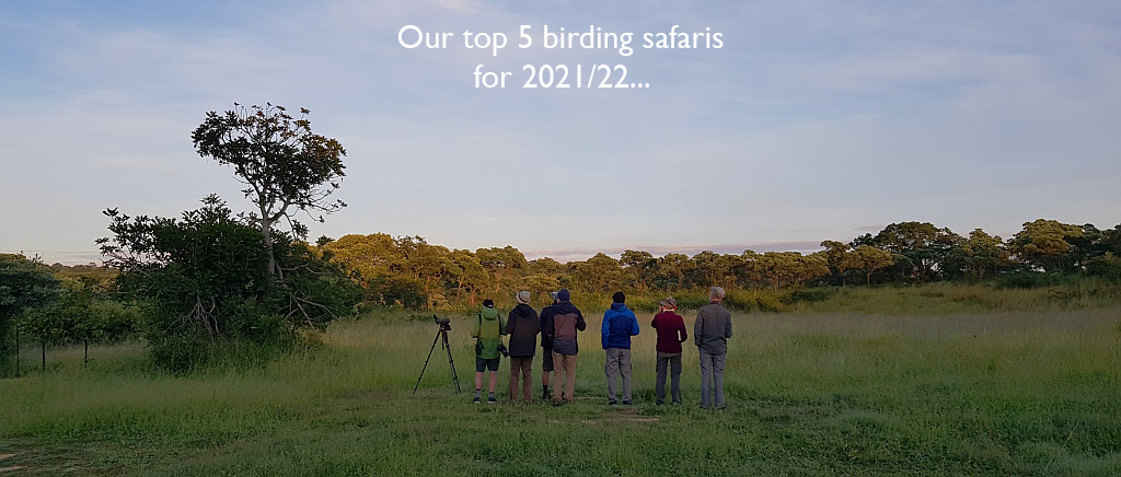 Birding in the Kruger National Park. 