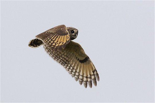 Marsh Owl overhead, Wakkerstroom