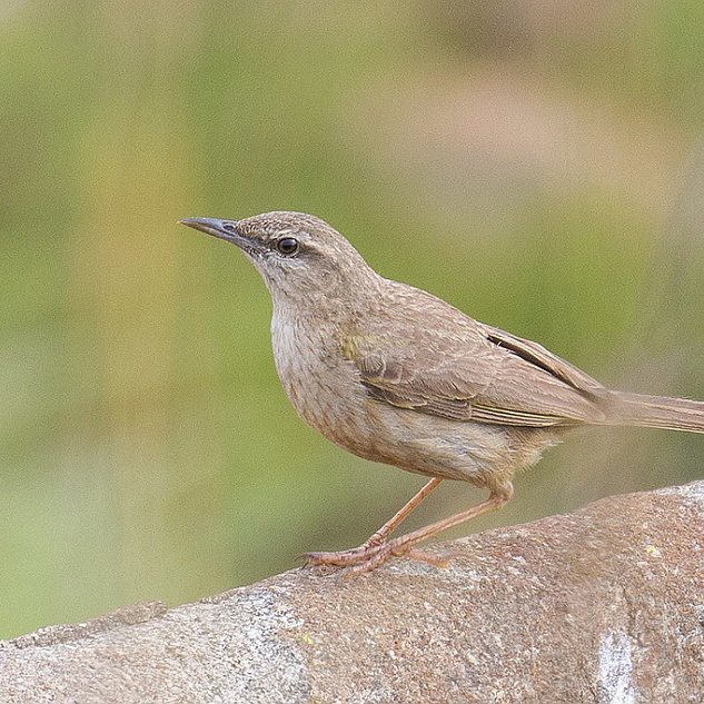 African Rock Pipit, Wakkerstroom