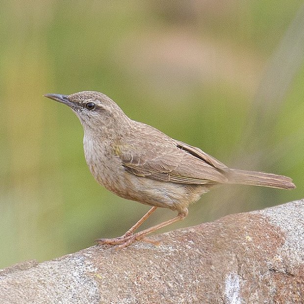 African Rock Pipit, Wakkerstroom