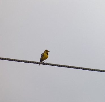 Bonus bird, the Golden Pipit near Albert Falls. 