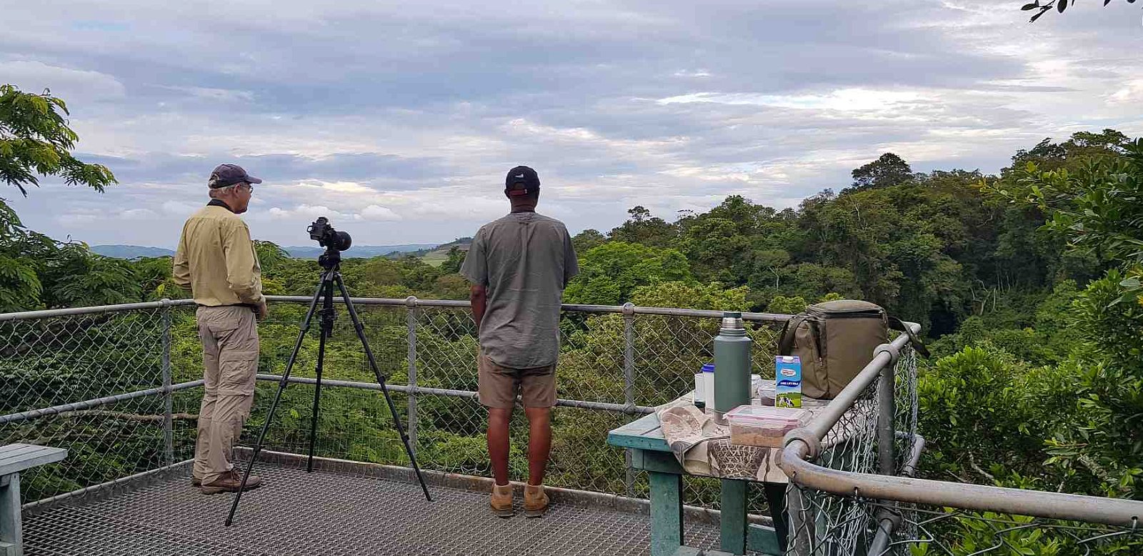 Birding from the canopy tower at Dlinza Forest, Eshowe. 