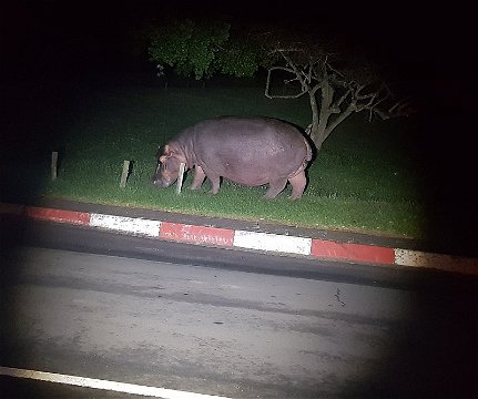 Hippo after dark in St Lucia