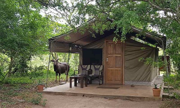 Safari tent at Tembe, with Nyala bull browsing outside