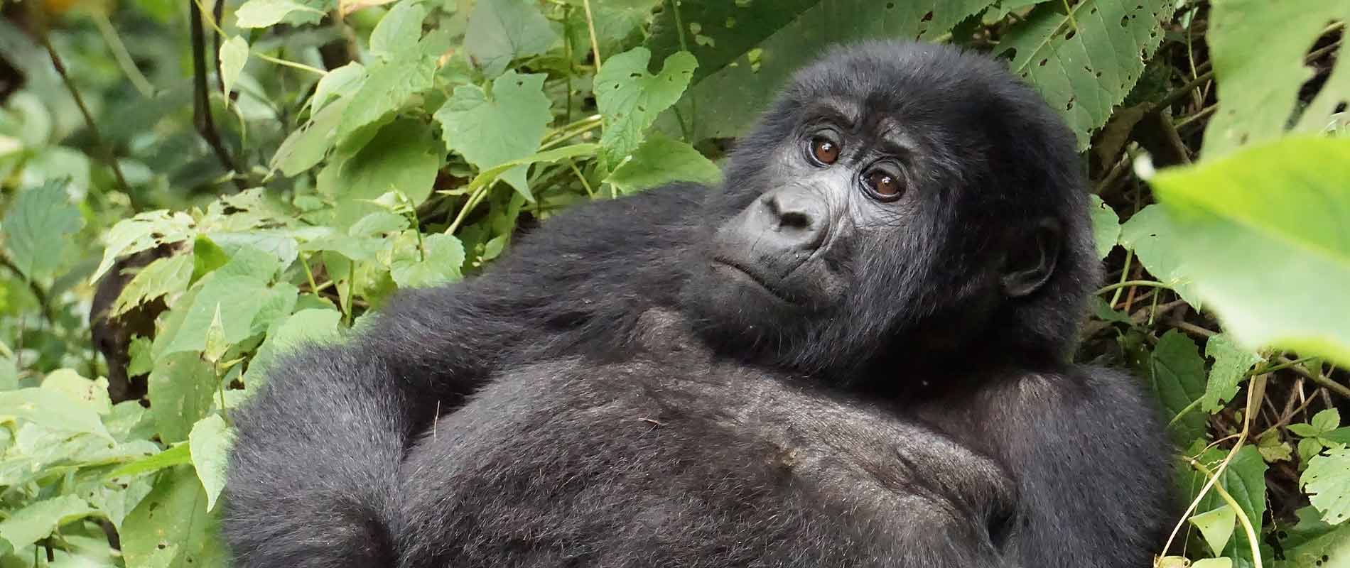 Uganda