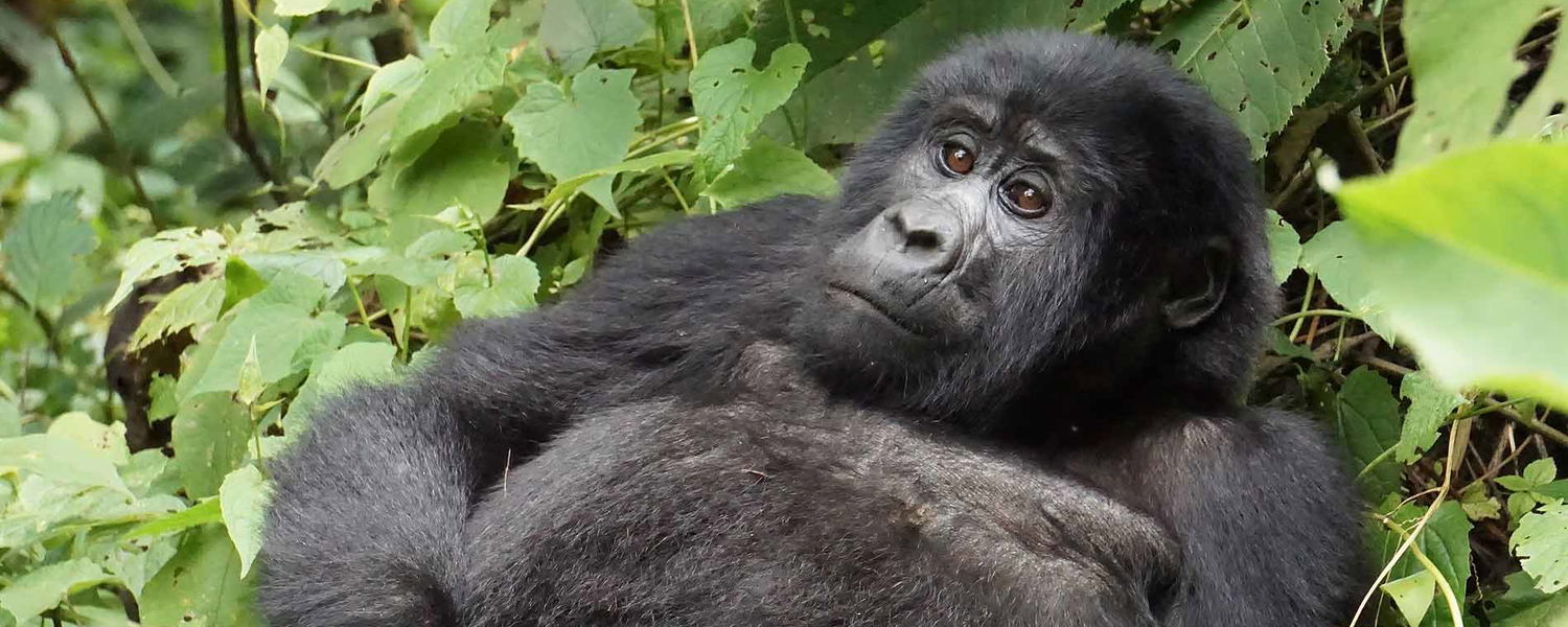 Uganda