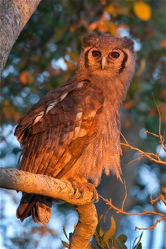 The mightly Verreaux's Eagle Owl. 