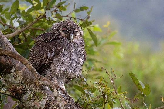 Verreaux's Eagle Owl in the rain. 