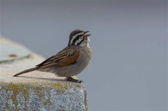 Cape Bunting, Cape Point Lighthouse. 
