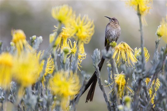 Cape Sugarbird, Kirstenbosch. 