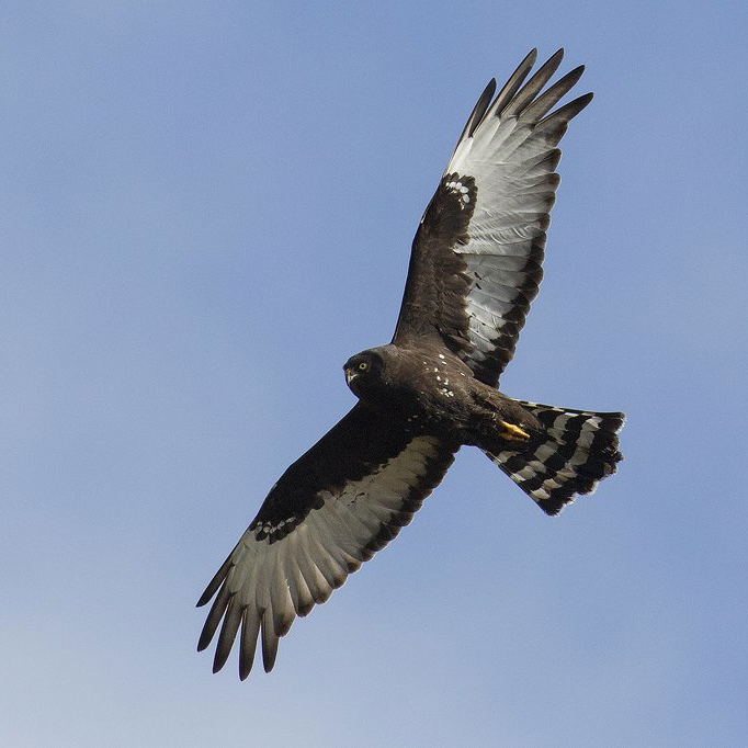 Seen on the trip: the endemic Black Harrier, Bontebok National Park. Seen on the trip: the endemic Black Harrier, Bontebok National Park.
