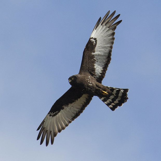 Seen on the trip: the endemic Black Harrier, Bontebok National Park. Seen on the trip: the endemic Black Harrier, Bontebok National Park.