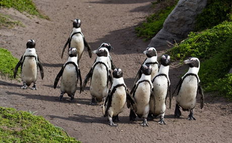 African Penguins, Betty's Bay African Penguins, Betty's Bay