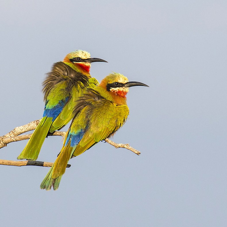 Birds of Nelspruit, White-fronted Bee-eater