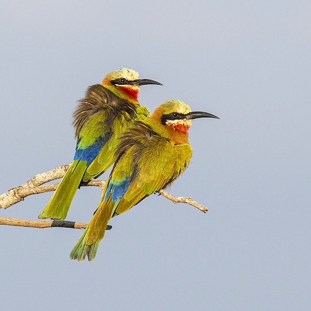 Birds of Nelspruit, White-fronted Bee-eater