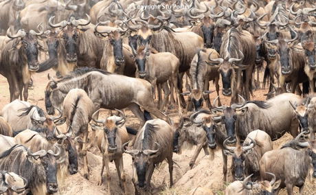 Wildebeest herd, Masai Mara Wildebeest herd, Masai Mara