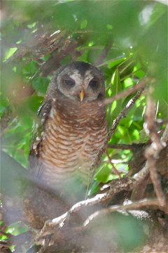African Wood Owl roosting in a Sausage Tree along the Sabie River. 