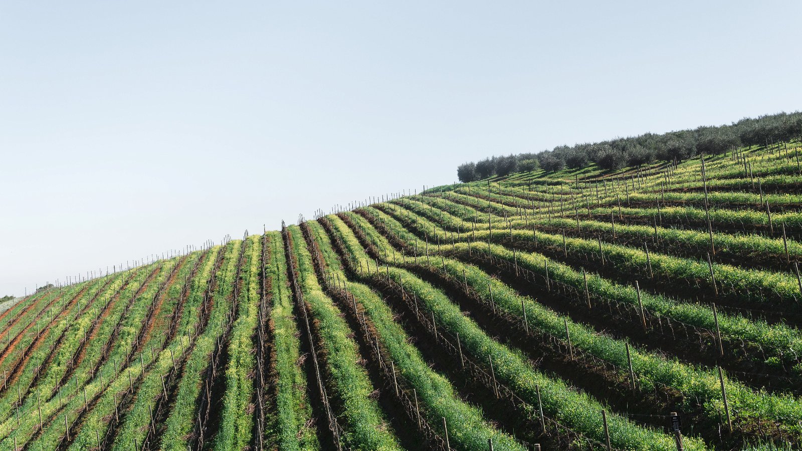 Explore Stellenbosch