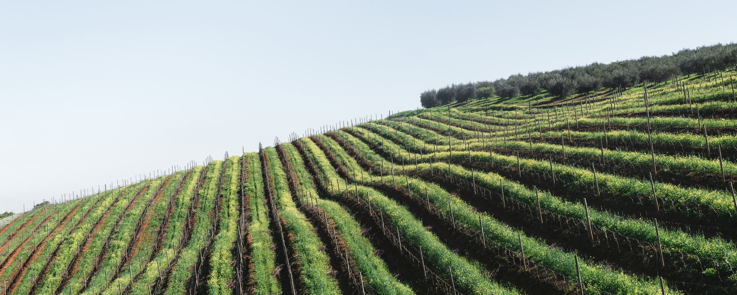 Explore Stellenbosch