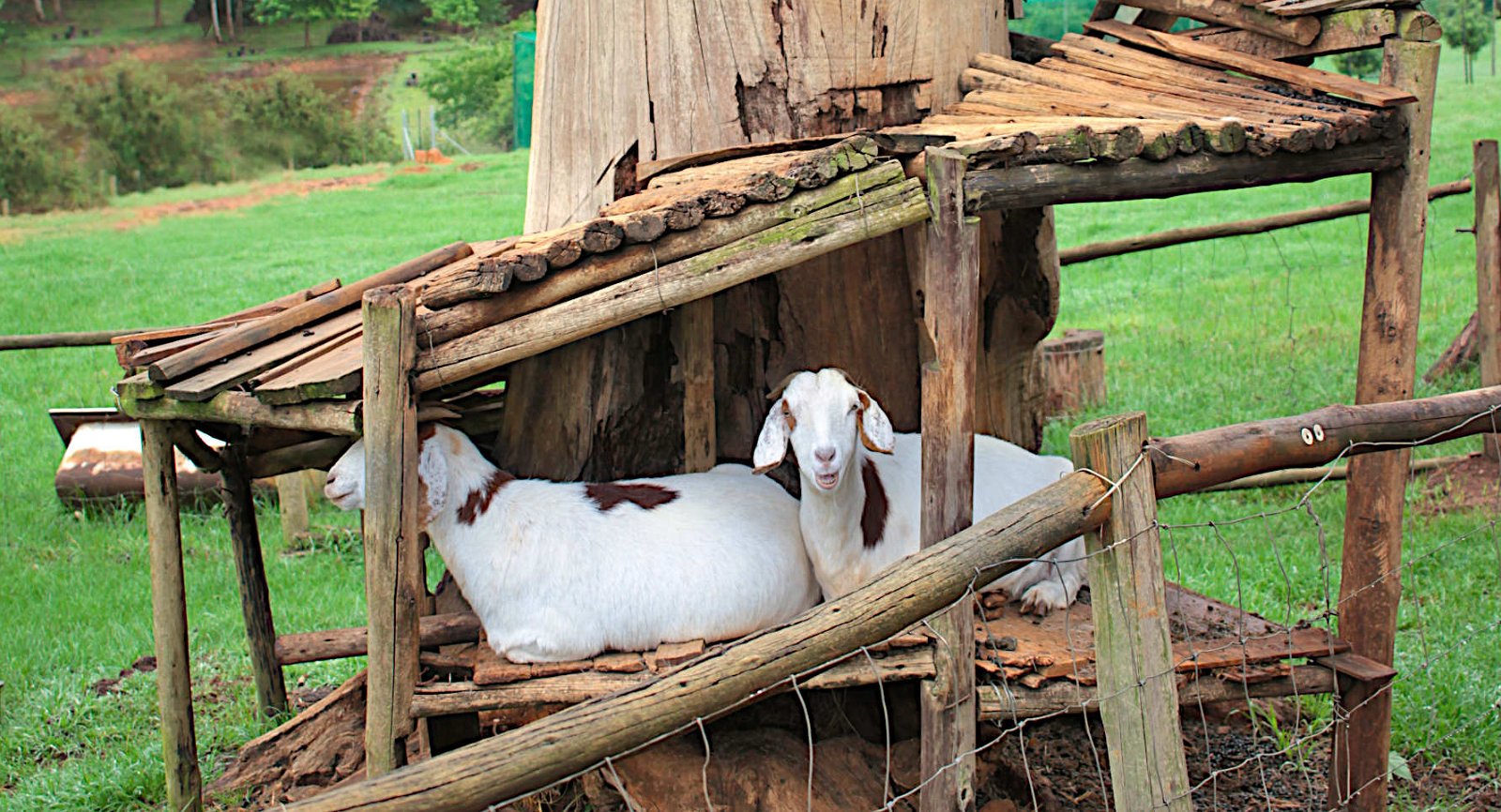 Mary & Joseph