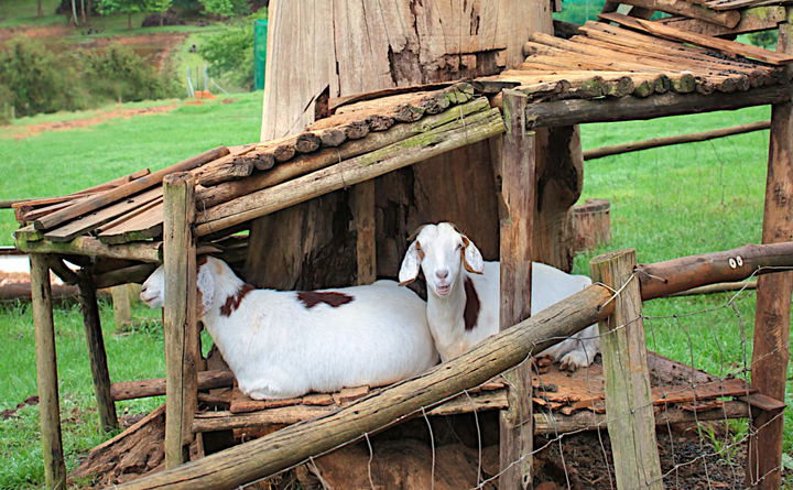 Mary & Joseph