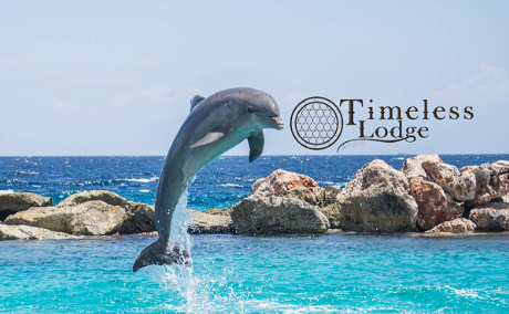 Dolphin watching at Timeless Lodge bed and breakfast, Umkomaas