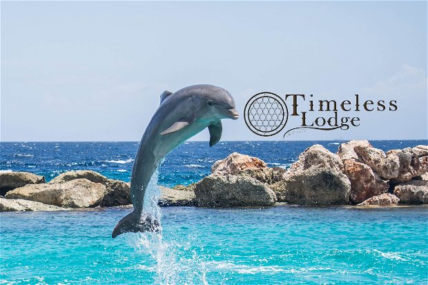 Dolphin watching at Timeless Lodge bed and breakfast, Umkomaas