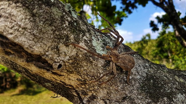 Common rain spider (Palystes superciliosus) released back into the wild at Makatana bay lodge