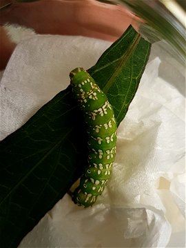 This Sphingomorpha chlorea green moth was a happy guest at Makakatana Bay Lodge