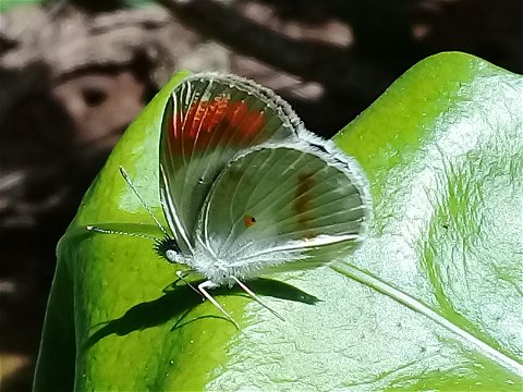Scarlet Tipped Butterfly - indigenous to KwaZulu Natal and iSimangaliso Wetland Park - Stephanie Joubert