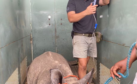 Orphan White Rhino being relocated to a place of safety.