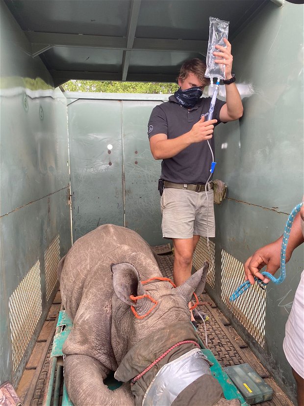 Orphan White Rhino being relocated to a place of safety.