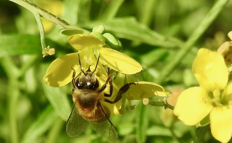 Bee on Rocket flowers in the Makakatana Bay Lodge Garden